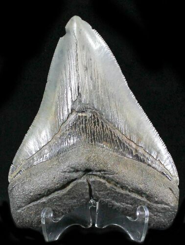 Beautiful, Serrated Fossil Megalodon Tooth #24408